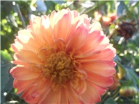 ea44433d-Picture 002.jpg